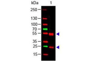 Image no. 1 for Rabbit anti-Pig IgG (Whole Molecule) antibody (ABIN799875) (兔 anti-Pig IgG (Whole Molecule) Antibody)