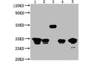 Western Blot Positive WB detected in: 1,2,3 and 4 are Recombinant proteins with GFP tag for 50 ng, 5, 293F whole cell lysate transfected with GFP for 5 μg All lanes GFP antibody at 1:5000 Secondary Goat polyclonal to mouse IgG at 1/50000 dilution Predicted band size:1,2,3,4 and 5 is 32,32,50,32,32 KDa respectively Observed band size: 32,32,50,32,32 KDa Exposure time:1 min (GFP 抗体)