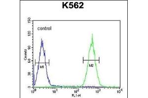 PURG Antibody (C-term) (ABIN654574 and ABIN2844278) flow cytometric analysis of K562 cells (right histogram) compared to a negative control cell (left histogram). (PURG 抗体  (C-Term))