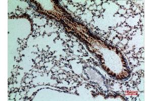Immunohistochemistry (IHC) analysis of paraffin-embedded Mouse Lung, antibody was diluted at 1:100. (FGF18 抗体  (C-Term))