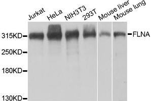 Western blot analysis of extracts of various cell lines, using FLNA antibody. (Filamin A 抗体)