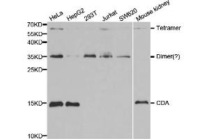 Western blot analysis of extracts of various cell lines, using CDA antibody. (CDA 抗体)