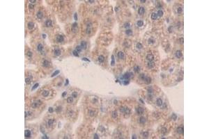 Immunohistochemistry (IHC) image for anti-FK506 Binding Protein 5 (FKBP5) (AA 2-456) antibody (ABIN1078044)