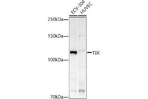 Western blot analysis of extracts of various cell lines, using TEK antibody (ABIN6127576, ABIN6148993, ABIN6148995 and ABIN6223056) at 1:500 dilution. (TEK 抗体  (AA 500-750))