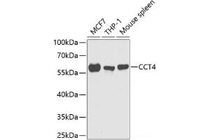 Western blot analysis of extracts of various cell lines using CCT4 Polyclonal Antibody at dilution of 1:1000. (CCT4 抗体)