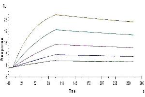 Human IL-18BP, His Tag captured on CM5 Chip via anti-His antibody can bind Human IL-18, No Tag with an affinity constant of 0. (IL18BP Protein (AA 31-194) (His tag))