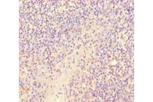 Immunohistochemistry of paraffin-embedded human tonsil tissue using ABIN7167828 at dilution of 1:100 (SCPEP1 抗体  (AA 201-452))