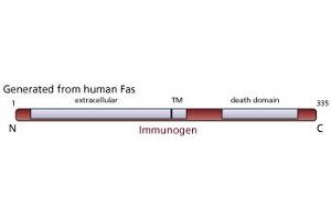 Image no. 1 for anti-TNF Receptor Superfamily, Member 6 (FAS) antibody (ABIN967518) (FAS 抗体)