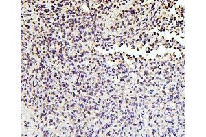 IHC analysis of SOX15 using anti-SOX15 antibody (ABIN6719624). (SOX15 抗体  (AA 1-233))