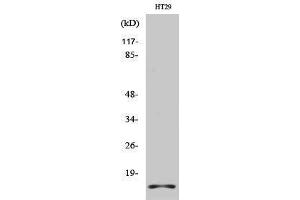 Western Blotting (WB) image for anti-H2A Histone Family, Member X (H2AFX) (C-Term) antibody (ABIN3180084) (H2AFX 抗体  (C-Term))