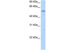 Western Blotting (WB) image for anti-Zinc Finger Protein 280A (ZNF280A) antibody (ABIN2463368) (ZNF280A 抗体)