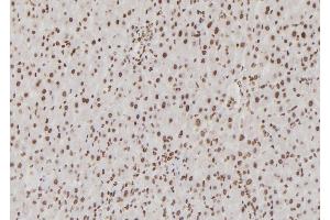 ABIN6276855 at 1/100 staining Rat liver tissue by IHC-P. (USF1 抗体  (Internal Region))
