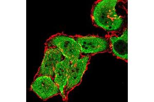 Immunofluorescence analysis of SMMC-7721 cells using GRM7 mouse mAb (green). (GRM7 抗体  (AA 454-590))