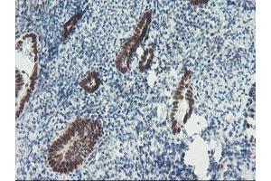 Image no. 1 for anti-TP53RK Binding Protein (TPRKB) antibody (ABIN1501484) (TPRKB 抗体)