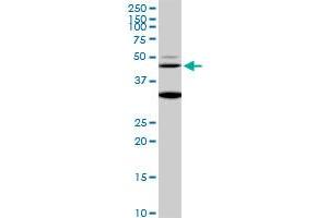 MAPK3 monoclonal antibody (M04), clone 1F7. (ERK1 抗体  (AA 279-379))