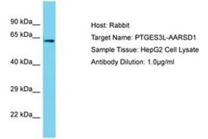 Image no. 1 for anti-Alanyl-tRNA Synthetase Domain Containing 1 (AARSD1) (AA 452-501) antibody (ABIN6750692) (AARSD1 抗体  (AA 452-501))