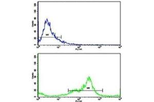 Flow cytometric analysis of MDA-231 cells using VCP antibody (green) compared to a negative control (blue). (VCP 抗体  (AA 726-755))