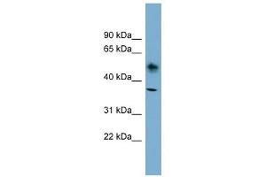 Western Blotting (WB) image for anti-ATPase, Na+/K+ Transporting, beta 1 Polypeptide (ATP1B1) (N-Term) antibody (ABIN635297)