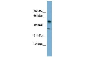 ATP1B1 antibody used at 1 ug/ml to detect target protein. (ATP1B1 抗体  (N-Term))
