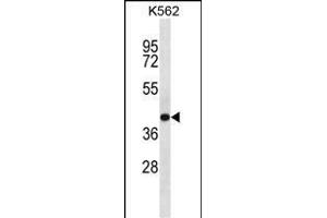 SEC14L4 Antibody (N-term) (ABIN657169 and ABIN2846302) western blot analysis in K562 cell line lysates (35 μg/lane). (SEC14L4 抗体  (N-Term))