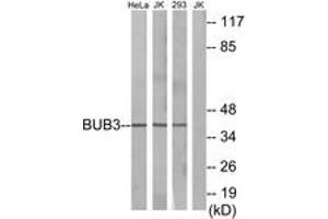 Western blot analysis of extracts from HeLa cells/Jurkat cells/293 cells, using BUB3 Antibody. (BUB3 抗体  (AA 279-328))