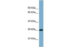 Western Blotting (WB) image for anti-Protein Phosphatase 2, Catalytic Subunit, alpha Isozyme (PPP2CA) (N-Term) antibody (ABIN2786564) (PPP2CA 抗体  (N-Term))