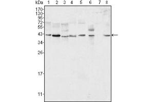 Western blot analysis using ERK2 antibody against Hela (1), NIH/3T3 (2), MCF-7 (3), HEK293 (4), Jurkat (5), A549 (6), NTERA-2 (7) and SMMC-7721 (8) cell lysate. (ERK2 抗体)