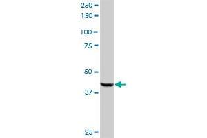 ACOX2 MaxPab rabbit polyclonal antibody. (Acox2 抗体  (AA 1-681))