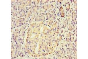 Immunohistochemistry of paraffin-embedded human pancreatic tissue using ABIN7149562 at dilution of 1:100 (DAPL1 抗体  (AA 1-107))