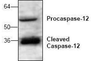 Image no. 1 for anti-Caspase 12 (Gene/pseudogene) (CASP12) antibody (ABIN127076) (Caspase 12 抗体)