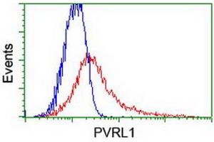 Image no. 2 for anti-Poliovirus Receptor-Related 1 (Herpesvirus Entry Mediator C) (PVRL1) antibody (ABIN1499677) (PVRL1 抗体)