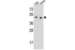 PAX9 Antibody (N-term) western blot analysis in 293,Jurkat cell line lysates (35µg/lane). (PAX9 抗体  (N-Term))