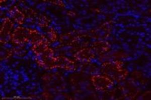 Immunofluorescent analysis of paraformaldehyde-fixed rat kidney using,CTSV (ABIN7073348) at dilution of 1: 600 (Cathepsin L2 抗体)
