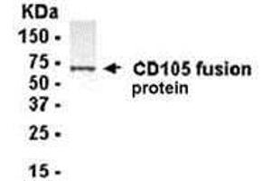 Western Blotting (WB) image for anti-Endoglin (ENG) (AA 341-470) antibody (ABIN2468151) (Endoglin 抗体  (AA 341-470))