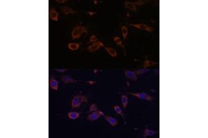Immunofluorescence analysis of L929 cells using MT- Polyclonal Antibody (ABIN7268592) at dilution of 1:100 (40x lens). (MT-ATP6 抗体)