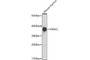 Western blot analysis of extracts of mouse thymus, using FANCL antibody (ABIN6131093, ABIN6140476, ABIN6140477 and ABIN6222556) at 1:1000 dilution. (FANCL 抗体  (AA 1-255))