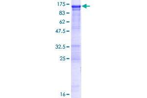 OSBPL3 Protein (AA 1-820) (GST tag)