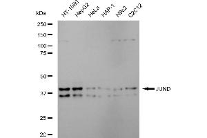 Western blotting analysis using JUND antibody (ABIN7799143). (Recombinant JunD 抗体)