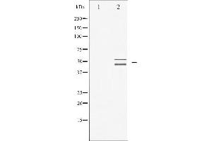 Western blot analysis of VASP expression in NIH-3T3 whole cell lysates,The lane on the left is treated with the antigen-specific peptide. (VASP 抗体  (Internal Region))