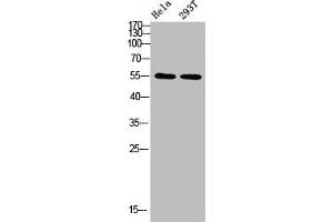 Western blot analysis of HELA 293T Cell Lysate using antibody (TUBA1A/TUBA1B/TUBA1C/TUBA3C/TUBA4A/TUBA8 (AA 380-420) 抗体)