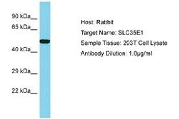 SLC35E1 Antikörper  (AA 322-371)