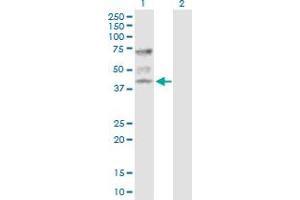Western Blot analysis of ATP6V1C1 expression in transfected 293T cell line by ATP6V1C1 MaxPab polyclonal antibody. (ATP6V1C1 抗体  (AA 1-382))