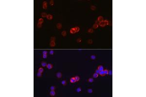 Immunofluorescence analysis of TF-1 cells using J Rabbit pAb (ABIN6134375, ABIN6142642, ABIN6142643 and ABIN6213974) at dilution of 1:50 (40x lens). (JAK3 抗体  (AA 750-850))