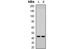 Western blot analysis of JUND (pS255) expression in Jurkat (A), HEK293T (B) whole cell lysates. (JunD 抗体  (C-Term, pSer255))