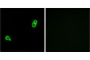 Immunofluorescence analysis of LOVO cells, using GPR34 Antibody. (GPR34 抗体  (AA 181-230))
