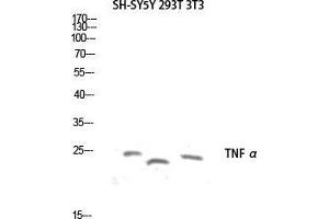 Western Blot (WB) analysis of SH-SY5Y 293T 3T3 lysis using TNF alpha antibody. (TNF alpha 抗体)