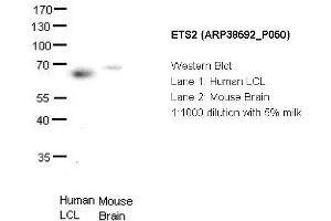 Image no. 2 for anti-V-Ets Erythroblastosis Virus E26 Oncogene Homolog 2 (ETS2) (Middle Region) antibody (ABIN405167) (ETS2 抗体  (Middle Region))