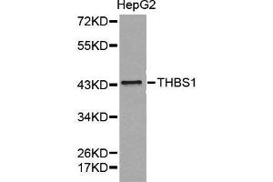 Western blot analysis of extracts of HepG2 cell lines, using THBS1 antibody. (Thrombospondin 1 抗体  (AA 80-360))