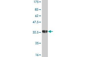 Western Blotting (WB) image for anti-ATX1 Antioxidant Protein 1 Homolog (ATOX1) (AA 1-68) antibody (ABIN513590)