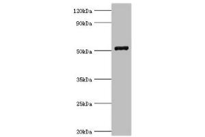Western blot All lanes: COP9 signalosome complex subunit 2 antibody at 6 μg/mL + Mouse skeletal muscle tissue Secondary Goat polyclonal to rabbit IgG at 1/10000 dilution Predicted band size: 52, 53 kDa Observed band size: 52 kDa (COPS2 抗体  (AA 1-310))